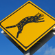 Image for article titled Watch Out for Cats!